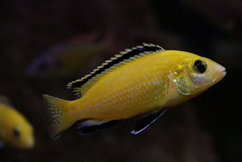 Labidochromis caeruleus